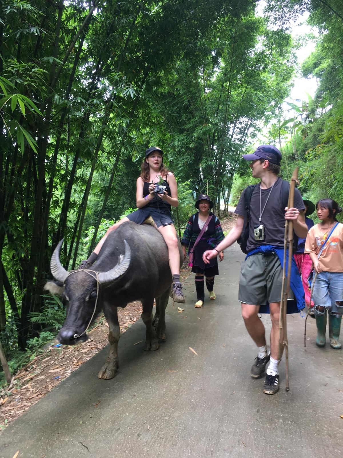 Guests and local guides walking through a bamboo forest beside a buffalo