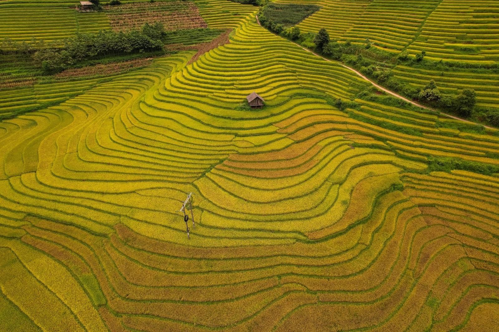 Curving terraced rice fields viewed from above