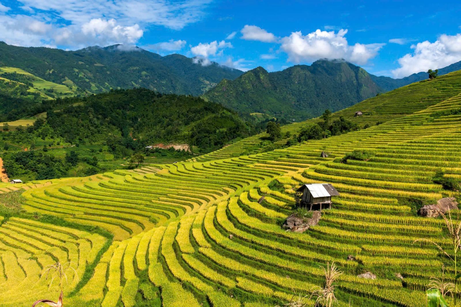 Wide green rice terraces beneath the mountains near Sa Pa