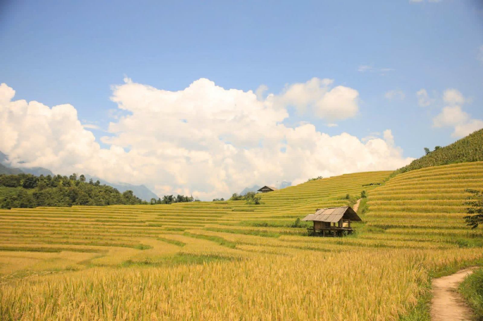Golden terraced fields and a small wooden farm shelter