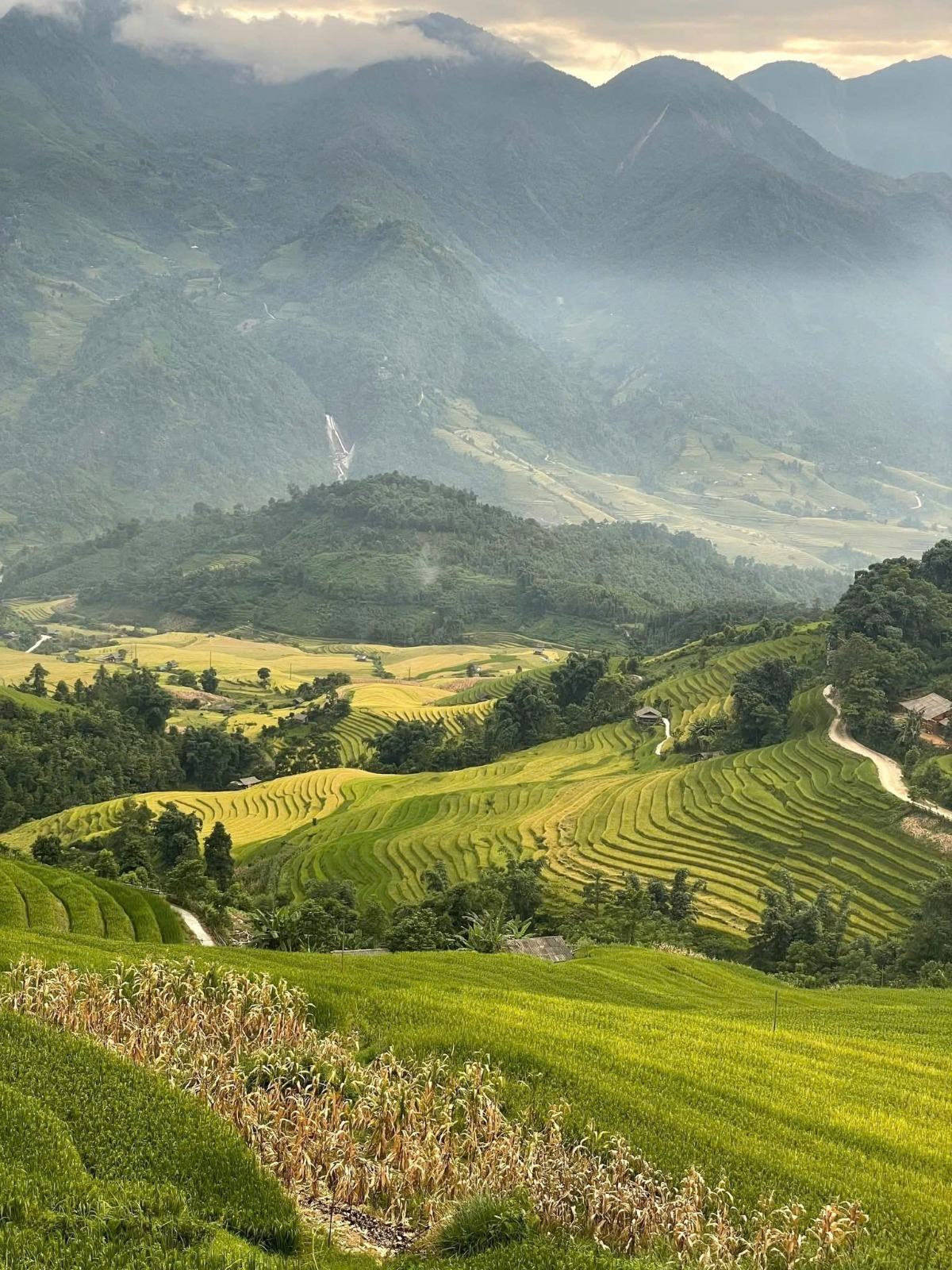 A misty mountain valley filled with yellow and green rice terraces
