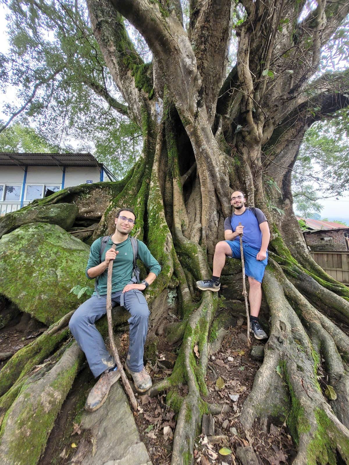 Two guests resting among the roots of a large old tree