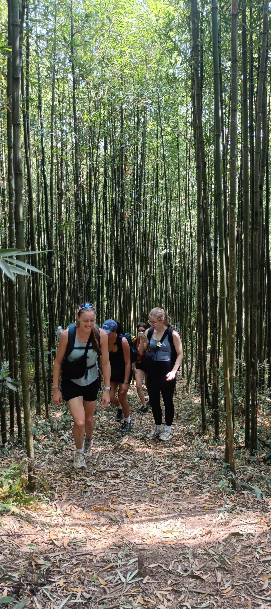 Quiet walking path through a green bamboo forest near Sa Pa